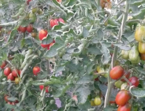 Tomaten „Blackplum“